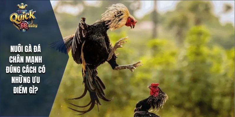 Nuôi gà đá chân mạnh đúng cách có những ưu điểm gì?