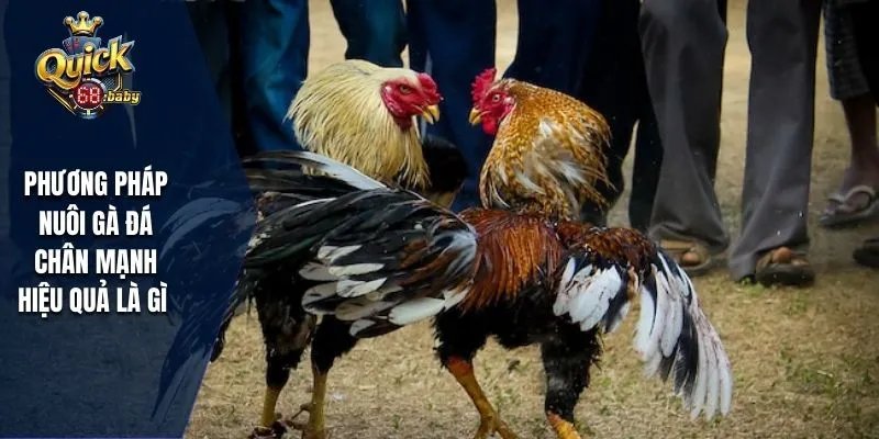 Phương pháp nuôi gà đá chân mạnh hiệu quả là gì