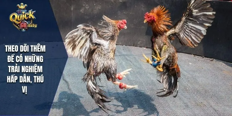 Theo dõi thêm để có những trải nghiệm hấp dẫn, thú vị 