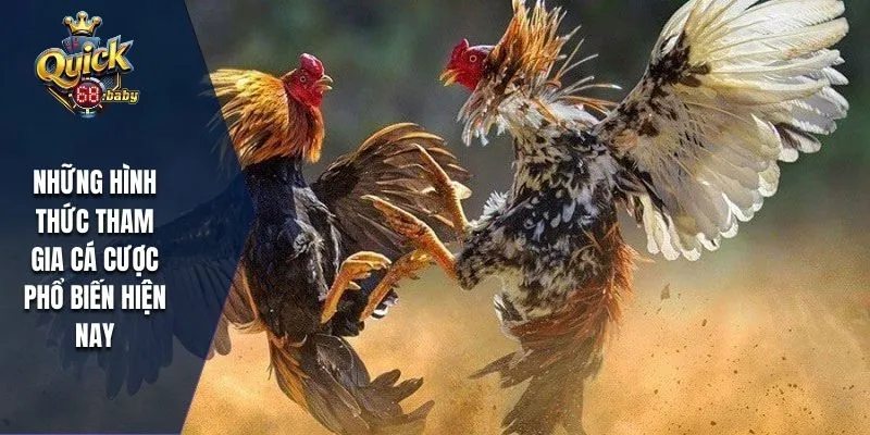 Những hình thức tham gia cá cược đá gà Campuchia phổ biến hiện nay