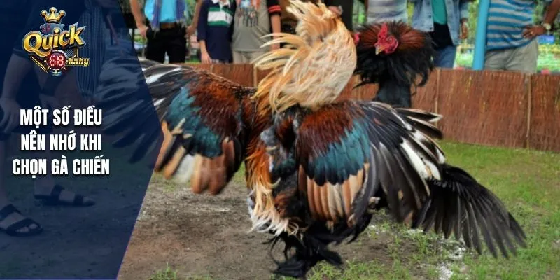 Một số điều nên nhớ khi chọn gà chiến